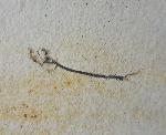Orthogonikleithrus hoelli ARRATIA 1997 - Bild &copy; FossNet FossilienStore